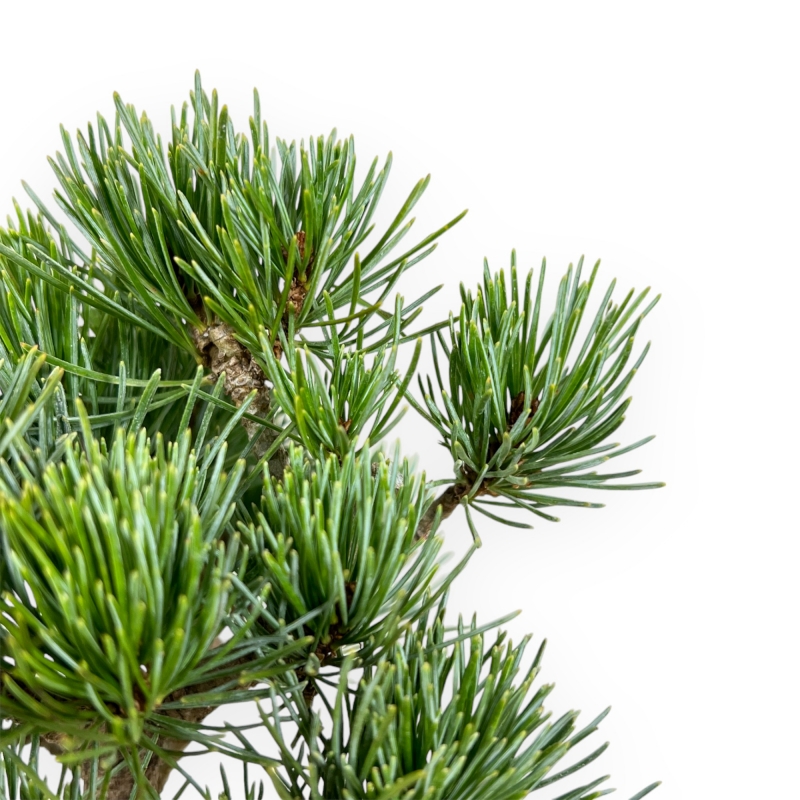 Pinus Pentaphylla - Den - 24 cm