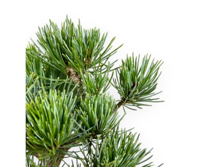 Pinus Pentaphylla - Pin à cinq aiguilles - 24 cm