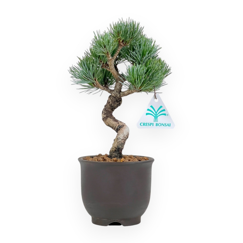 Pinus Pentaphylla - Den - 24 cm