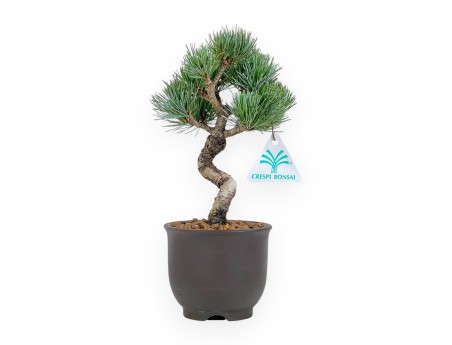 Pinus Pentaphylla - Den - 24 cm