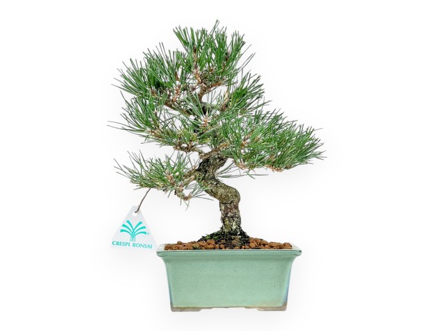 Pinus Thunbergii - Black Pine - 27 cm