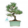 Pinus Thunbergii - Pino Nero - 27 cm