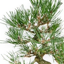 Pinus Thunbergii - Pino Nero - 27 cm