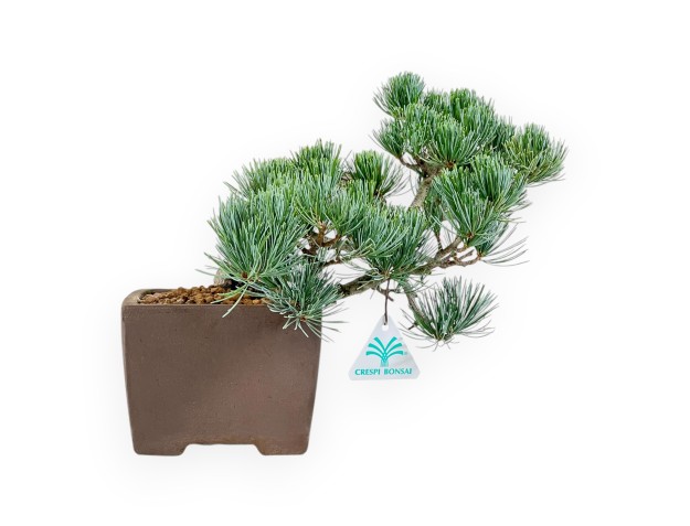 Pinus Pentaphylla - Kiefer - 26 cm