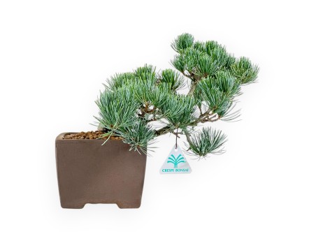 Pinus Pentaphylla - Pino - 26 cm