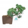 Pinus Pentaphylla - Den - 26 cm