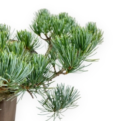 Pinus Pentaphylla - Pin à cinq aiguilles - 26 cm