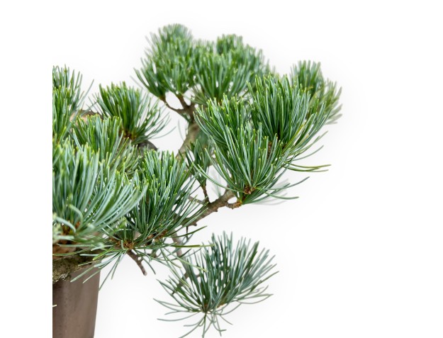 Pinus Pentaphylla - Pino - 26 cm 2