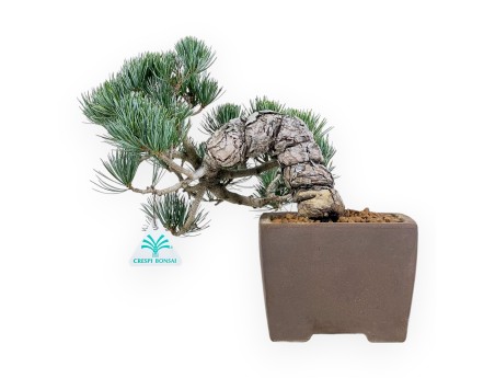Pinus Pentaphylla - Pino - 26 cm
