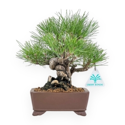 Pinus Thunbergii - Pino Nero - 23 cm