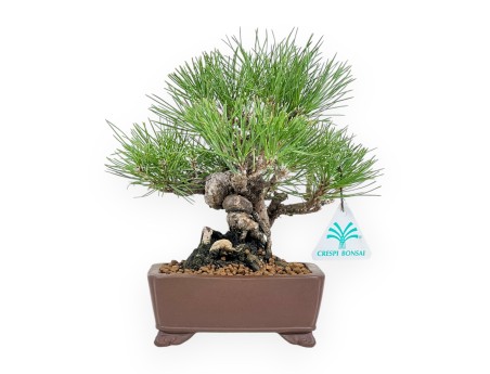 Pinus Thunbergii - Pino Nero - 23 cm