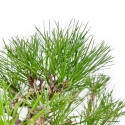 Pinus Thunbergii - Pino Nero - 23 cm