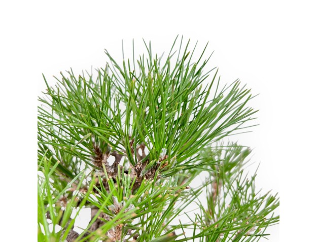 Pinus Thunbergii - Pino negro - 23 cm 2