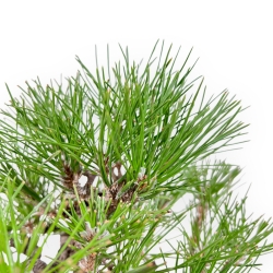 Pinus Thunbergii - Pino Nero - 23 cm