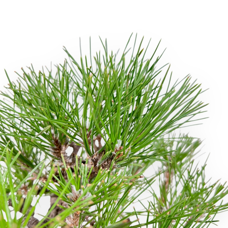 Pinus Thunbergii - Pino Nero - 23 cm