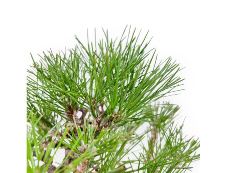 Pinus Thunbergii - Zwarte den - 23 cm