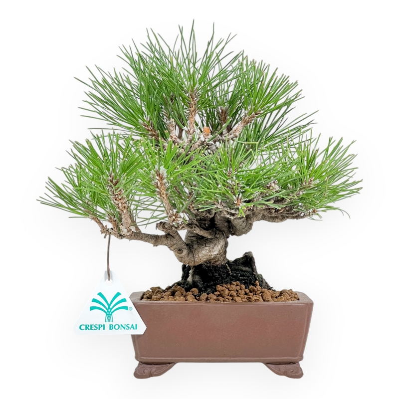 Pinus Thunbergii - Pino Nero - 23 cm