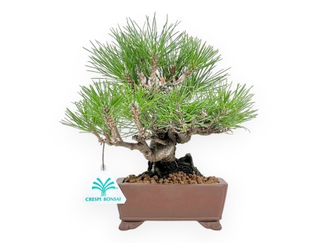 Pinus Thunbergii - Zwarte den - 23 cm