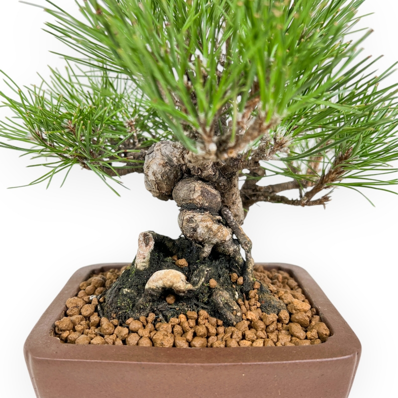 Pinus Thunbergii - Pino Nero - 23 cm