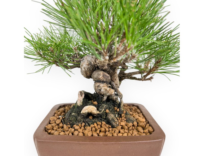 Pinus Thunbergii - Zwarte den - 23 cm