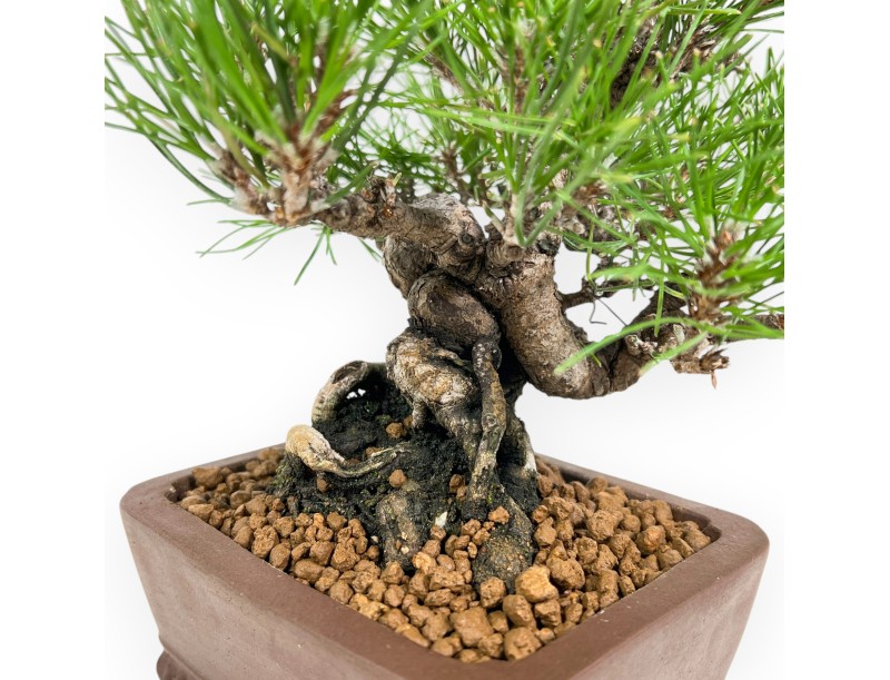 Pinus Thunbergii - Pino negro - 23 cm
