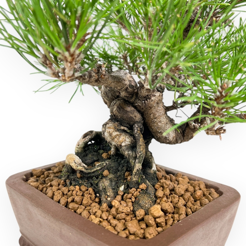 Pinus Thunbergii - Pino Nero - 23 cm