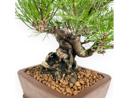 Pinus Thunbergii - Schwarzkiefer - 23 cm