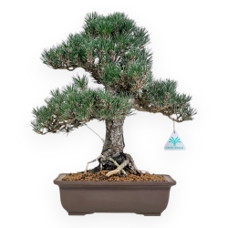 Pinus Thunbergii - Black Pine - 42 cm