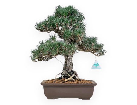 Pinus Thunbergii - Pino Nero - 42 cm