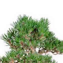 Pinus Thunbergii - Black Pine - 42 cm