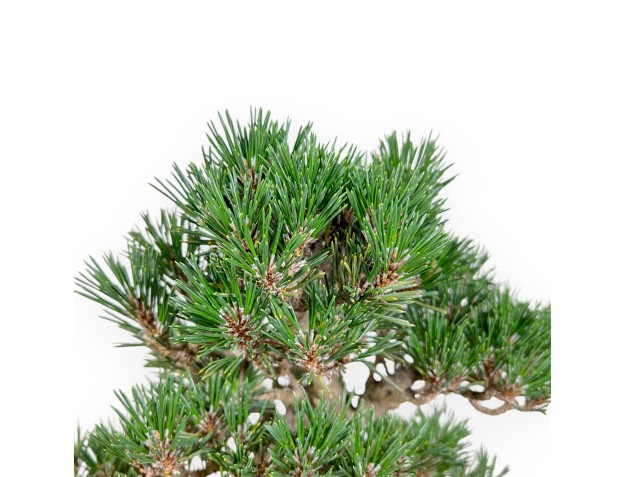 Pinus Thunbergii - Pino negro - 42 cm 2