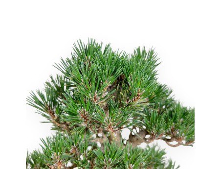 Pinus Thunbergii - Zwarte den - 42 cm