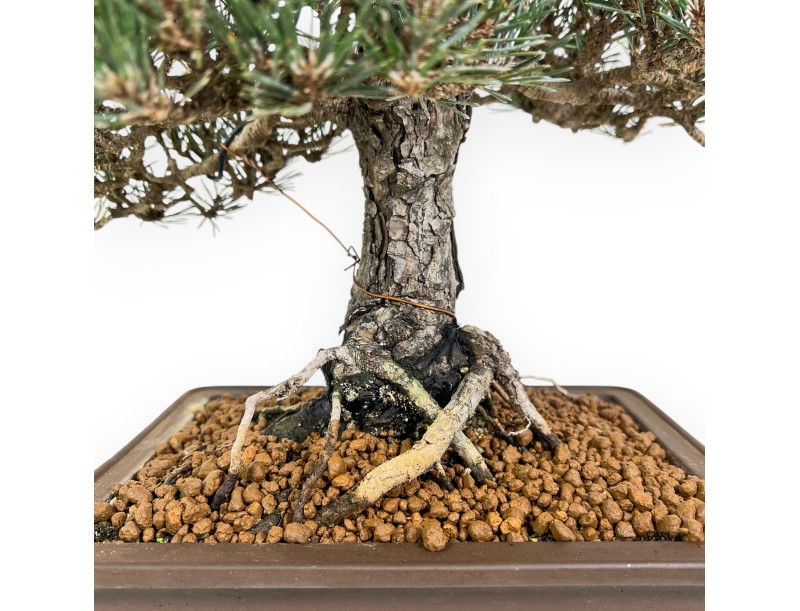 Pinus Thunbergii - Pin Noir - 42 cm