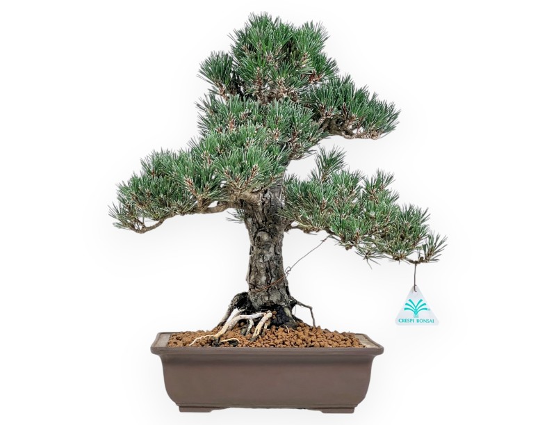 Pinus Thunbergii - Schwarzkiefer - 42 cm