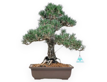 Pinus Thunbergii - Zwarte den - 42 cm