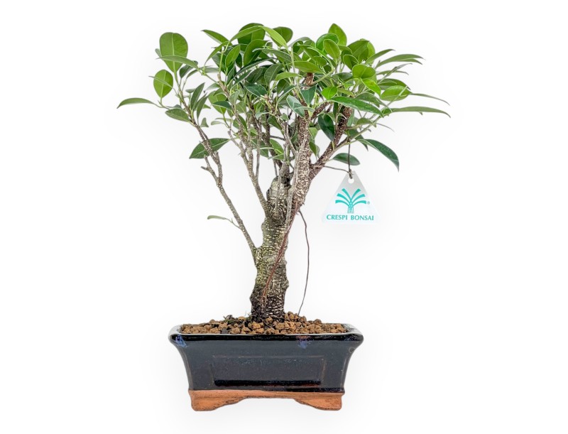 Ficus Retusa - 32 cm