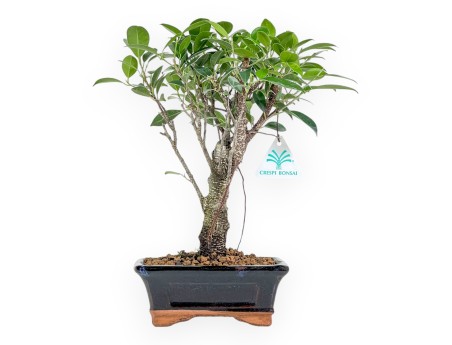 Ficus Retusa - 32 cm