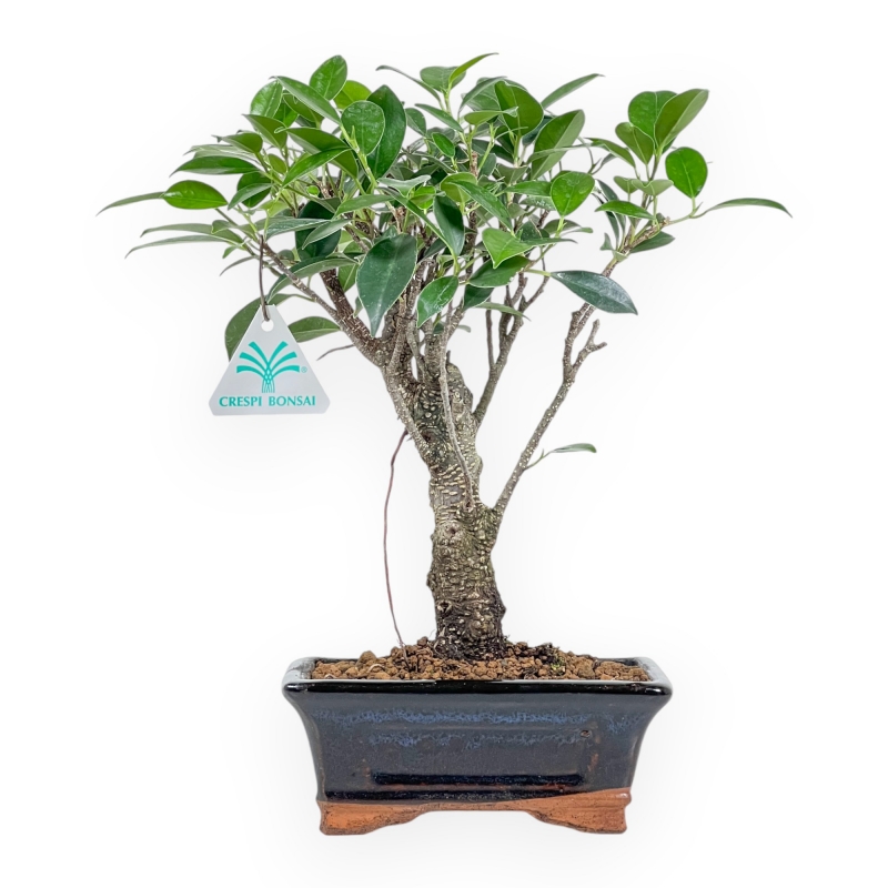 Ficus Retusa - 32 cm
