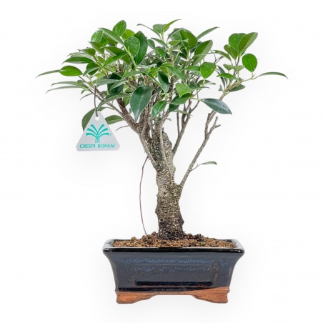 Ficus Retusa - 32 cm