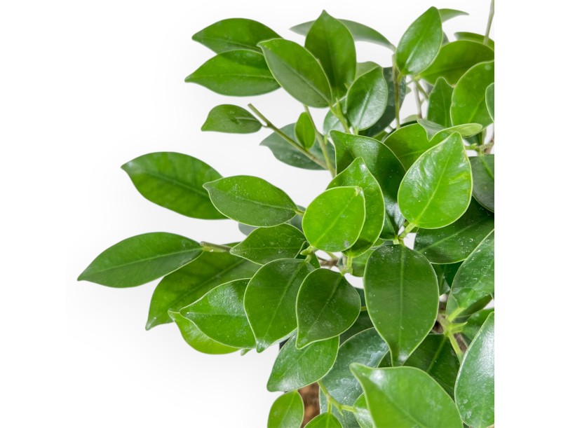 Ficus Retusa - 32 cm