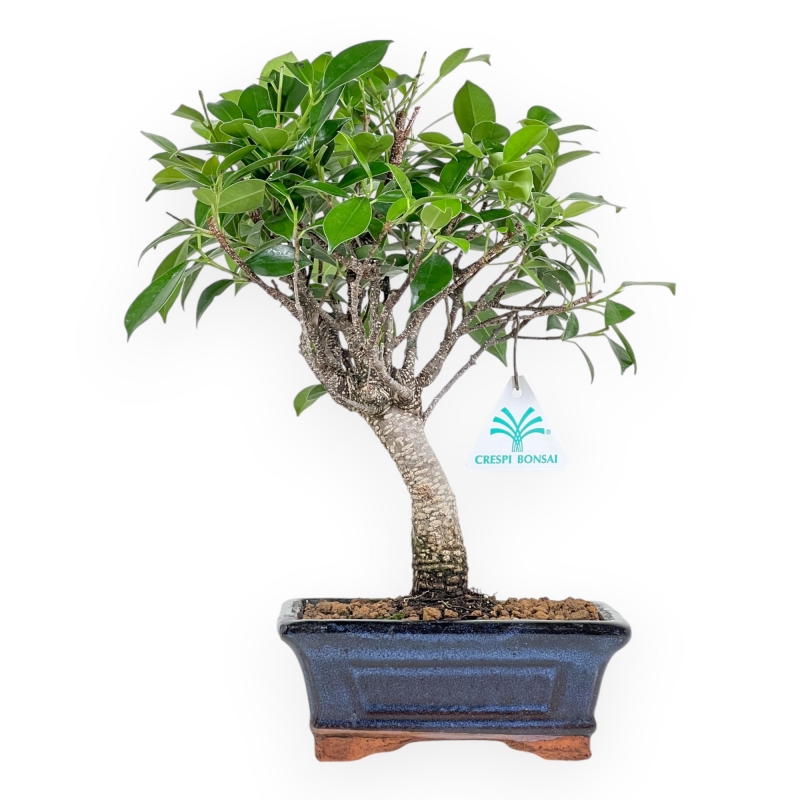 Ficus Retusa - 32 cm