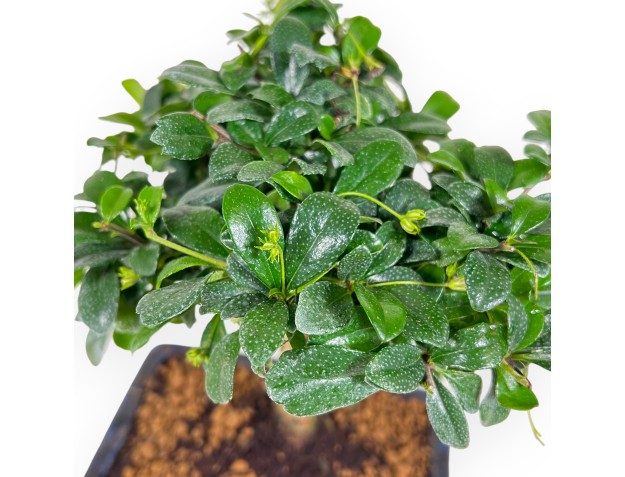 Carmona Macrophylla - Tea tree - 21 cm 2