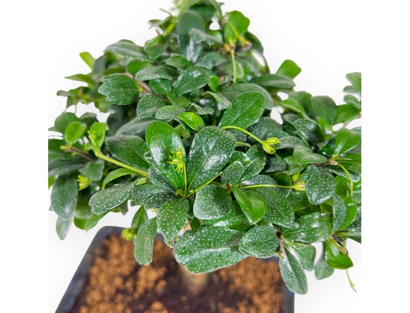 Carmona Macrophylla - Pianta del tè - 21 cm