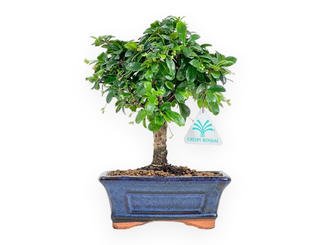 Carmona Macrophylla - Pianta del tè - 21 cm