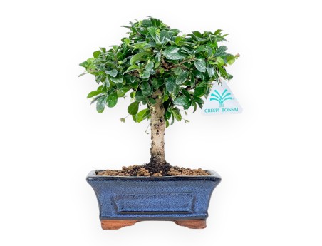 Carmona Macrophylla - Tea tree - 21 cm