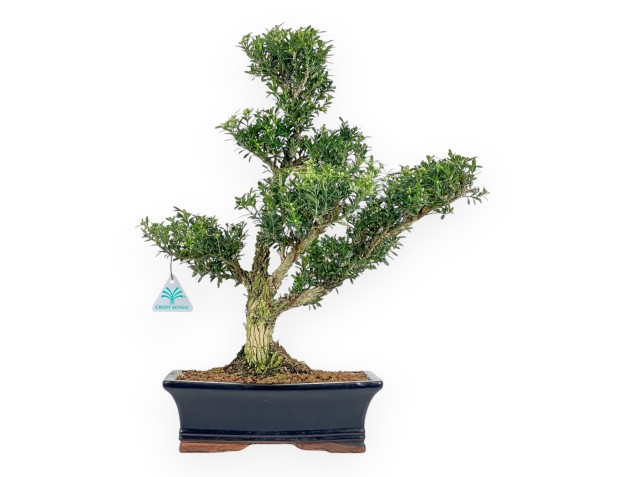 Buxus Harlandii - Buchsbaum - 48 cm