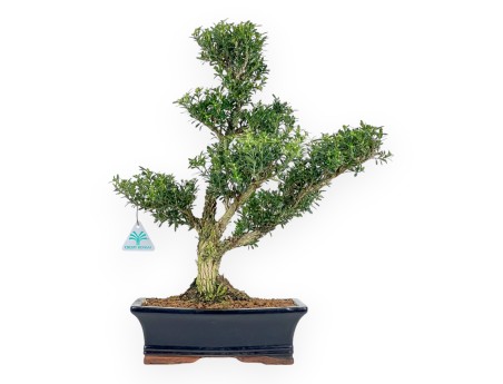 Buxus Harlandii - Boxwood - 48 cm