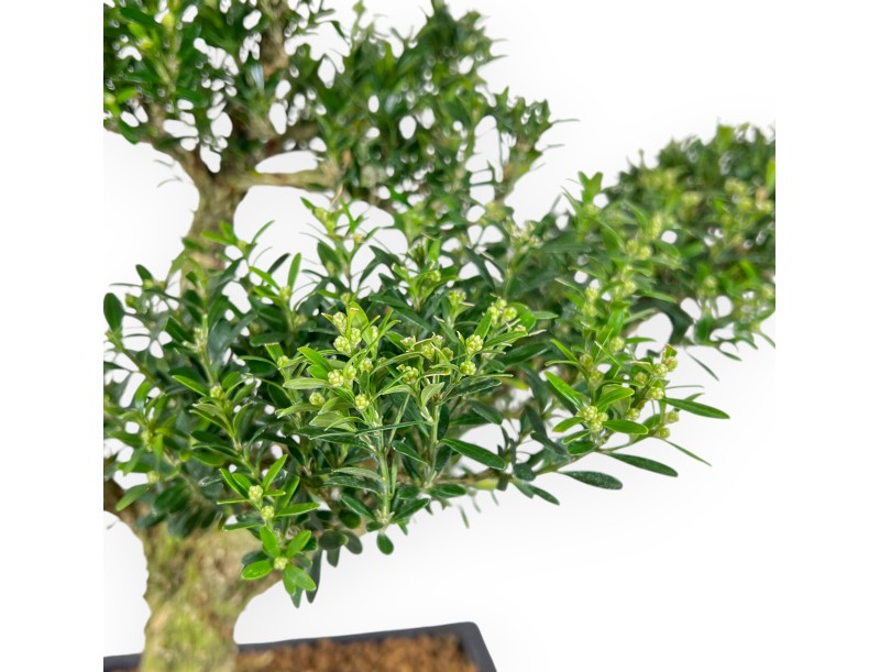 Buxus Harlandii - Boxwood - 48 cm