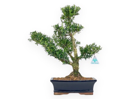 Buxus Harlandii - Buxus - 48 cm