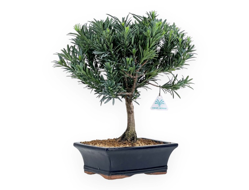 Podocarpus Macrophylla - Podocarpo - da 29 a 37 cm